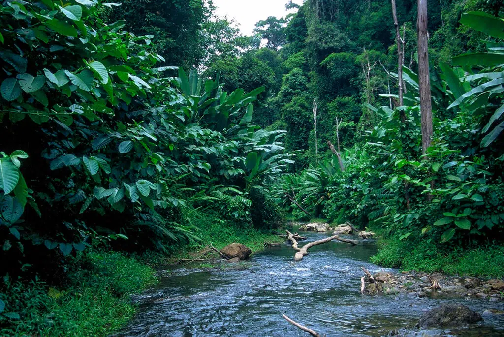 Khao Sok jungle on cheow lan lake