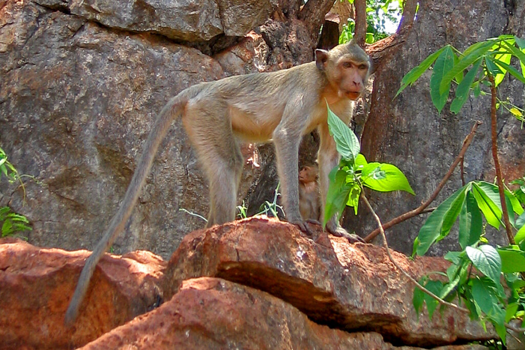 long-tailed macaque in Khao Sok National Park