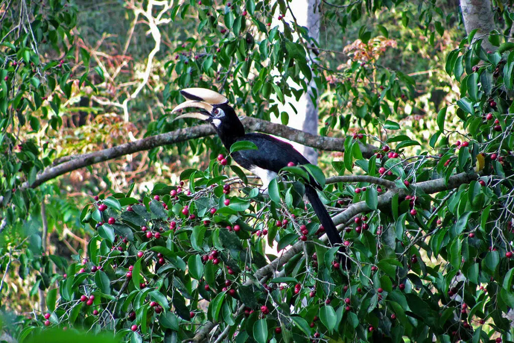 oriental pied hornbill in Kaeng Krachan National Park, Thailand