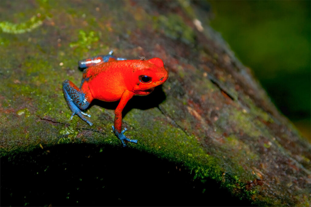 Costa rica animals - strawbery poison dart frog 