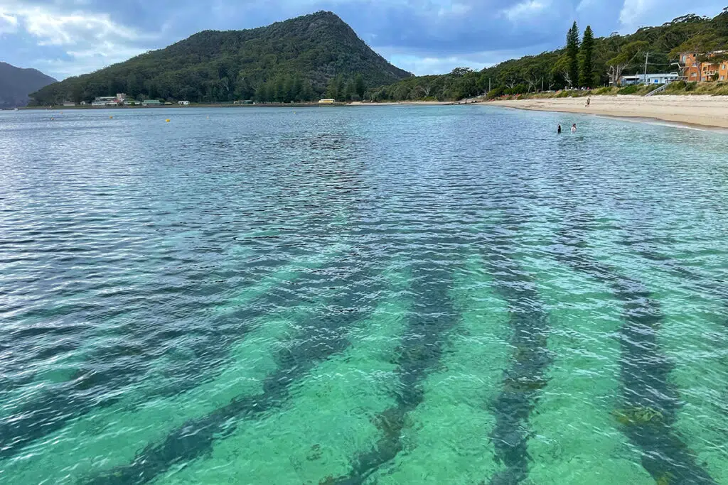 Shoal Bay - Nelson Bay dolphin cruise