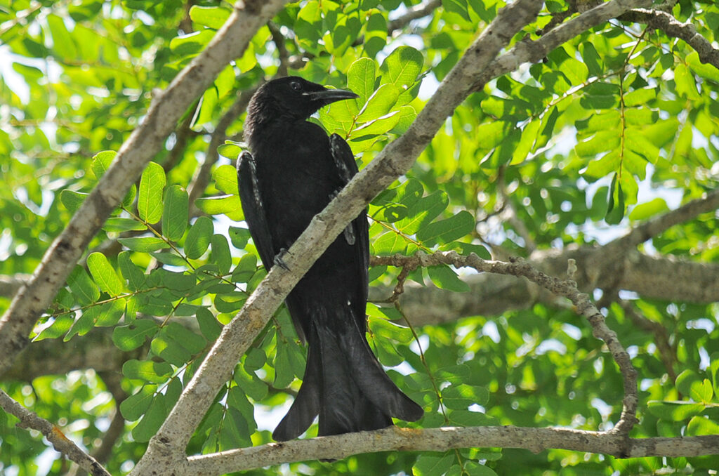 Sprangled drongo in Umphang Wildlife Sanctuary