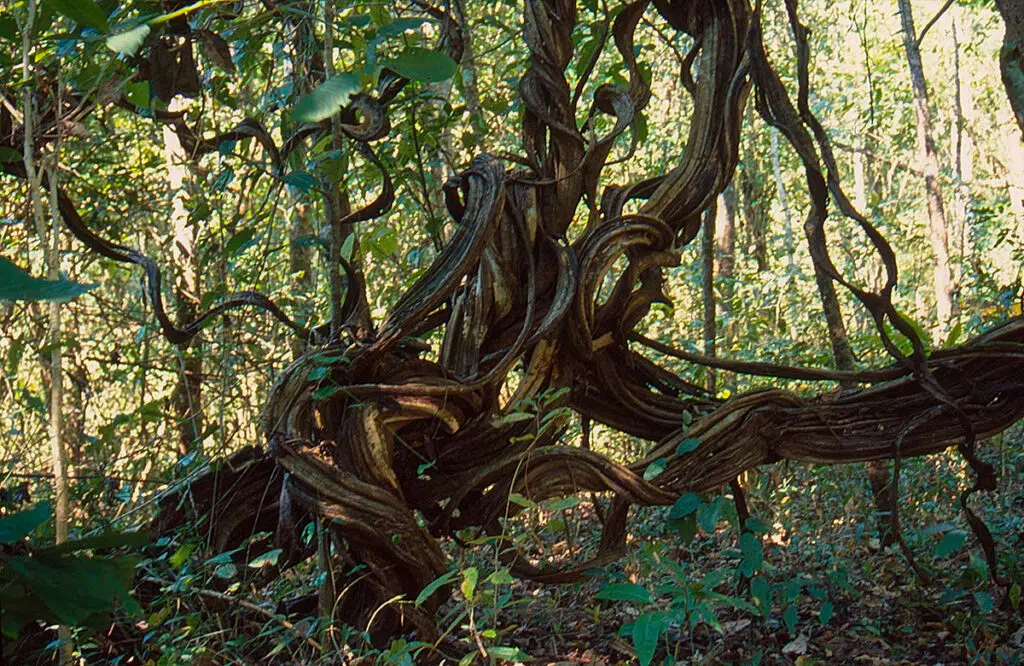 jungle trek on the way to Thi Lo Su waterfall