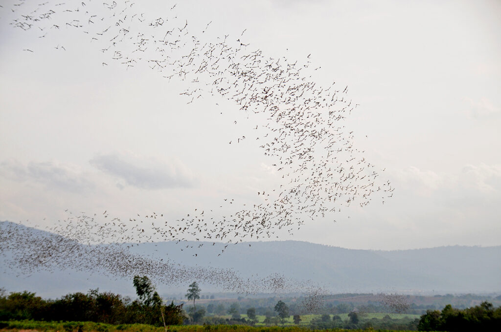Khao Yai National Park - wrinkle-lipped bats emerging