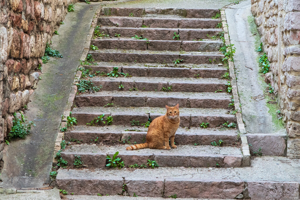 Assisi cat