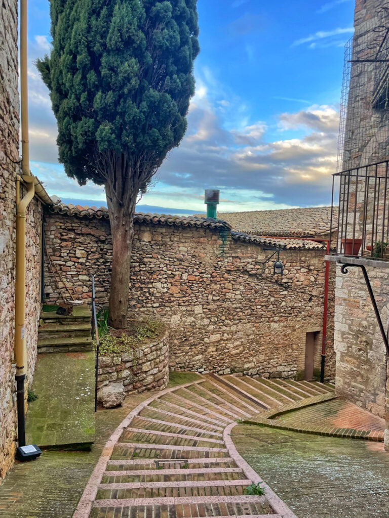 cypress tree growing in Assisi back alley