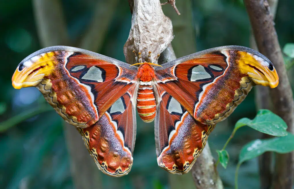 Thailand's animals - Atlas moth