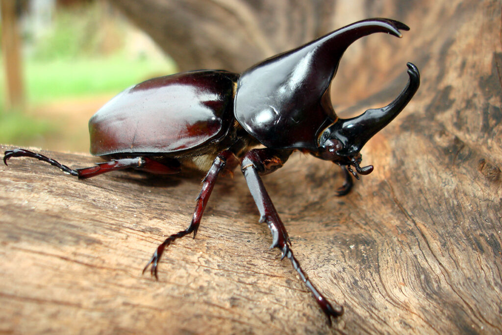 Fighting beetle, thailand