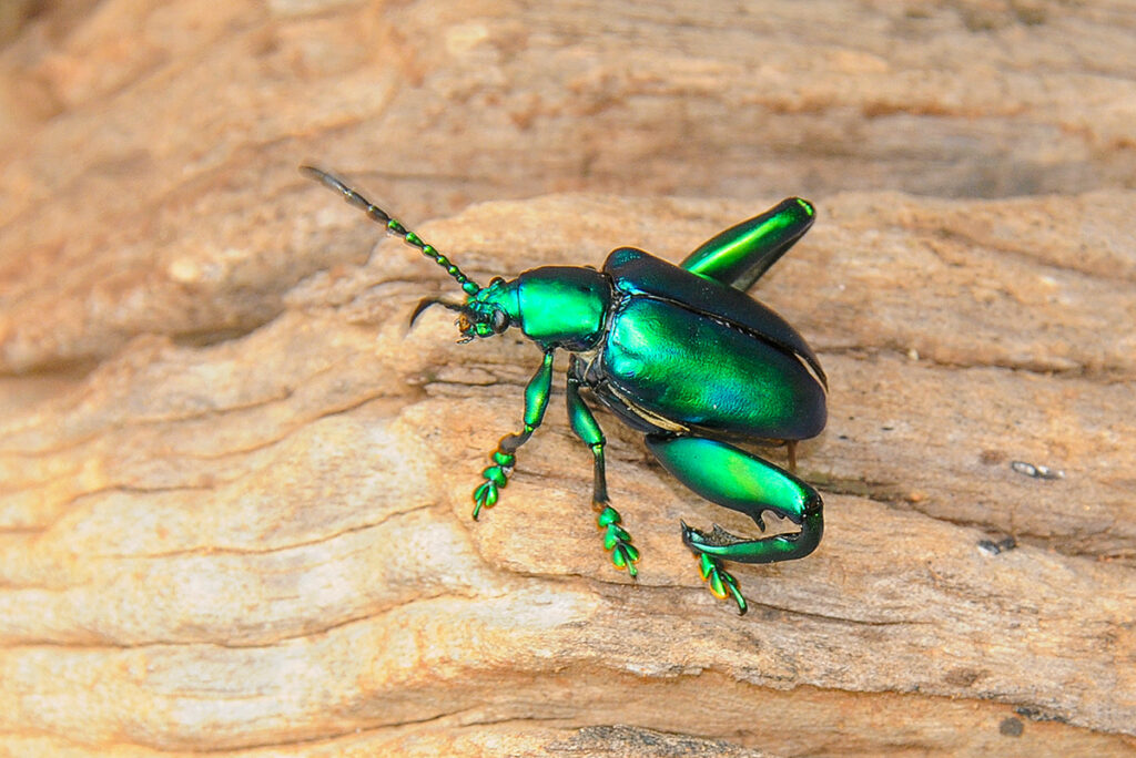 Frog-legged leaf beetle in Thailand