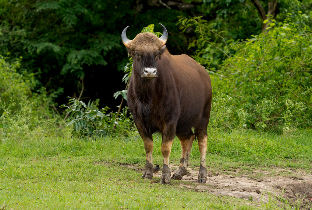Thailand animals - gaur or Indian bison