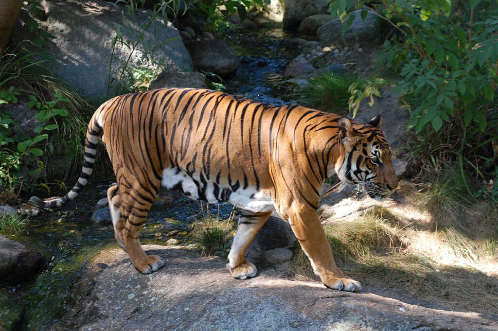 Indochinese tiger - Thailand's animals