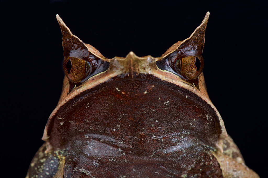 Thailand's animals - Malayan horned frog
