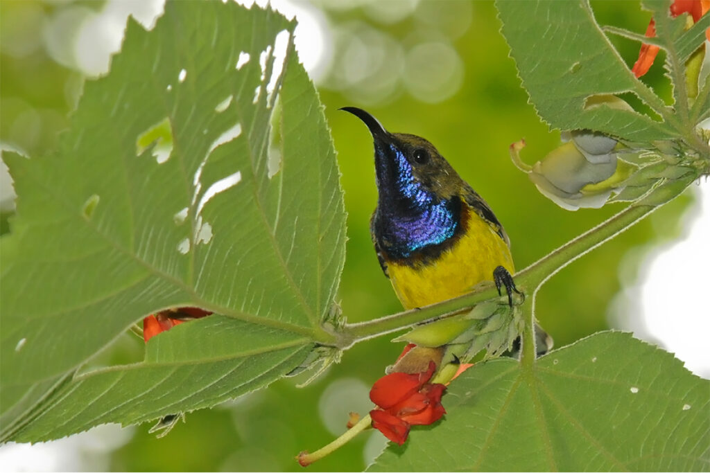 Olive-backed sunbird in Thailand