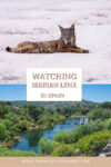 Iberian lynx in Spain