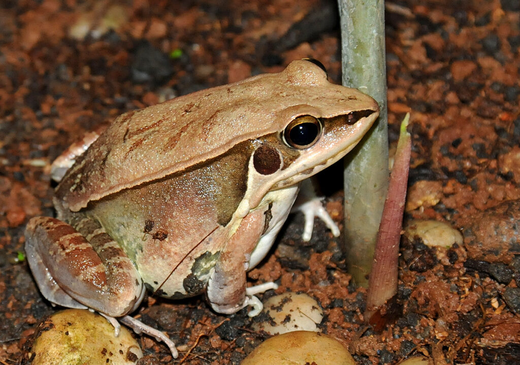 Yellow frog - Thailand's animals