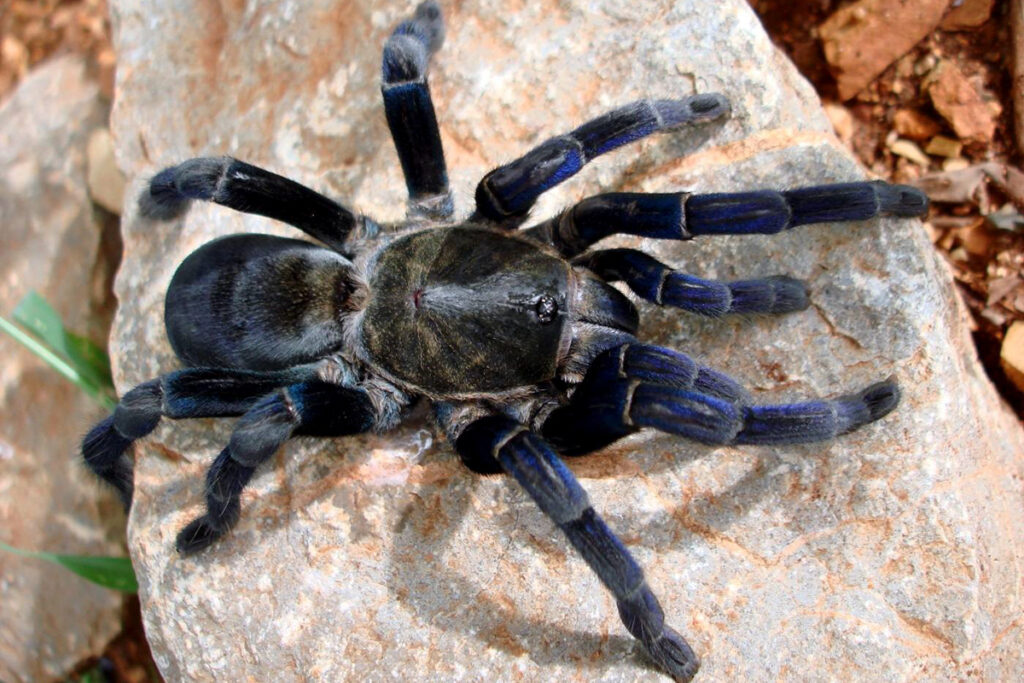 Black tarantula, Thailand