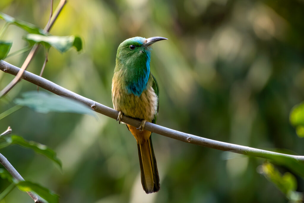 Thailand's animals - Blue-bearded bee-eater