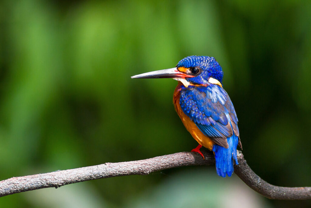 Thailand's animals - Blue-eared kingfisher