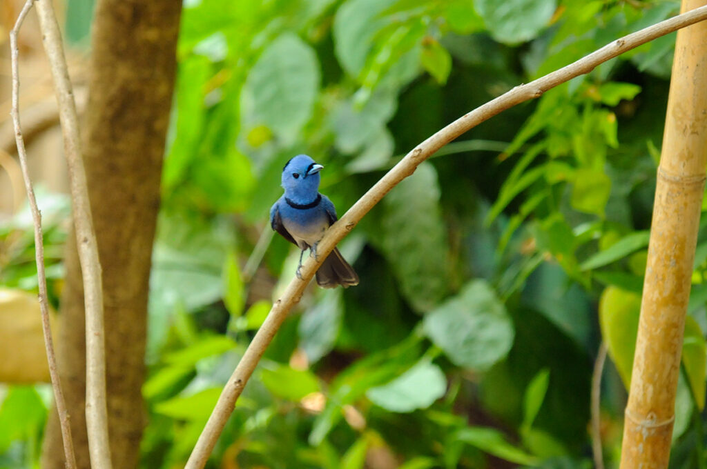 Thailand animals - Blue-naped monarch