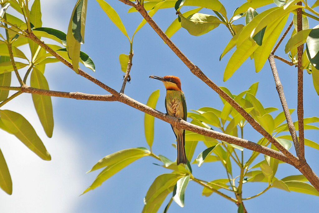 chestnut-headed bee-eater