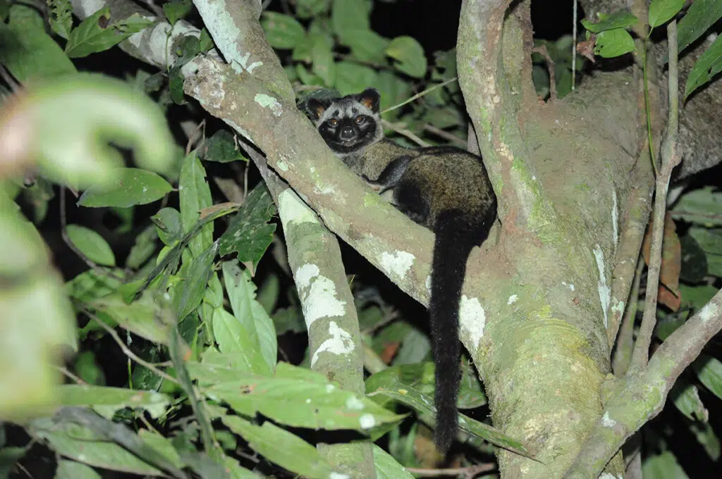 Common palm civet