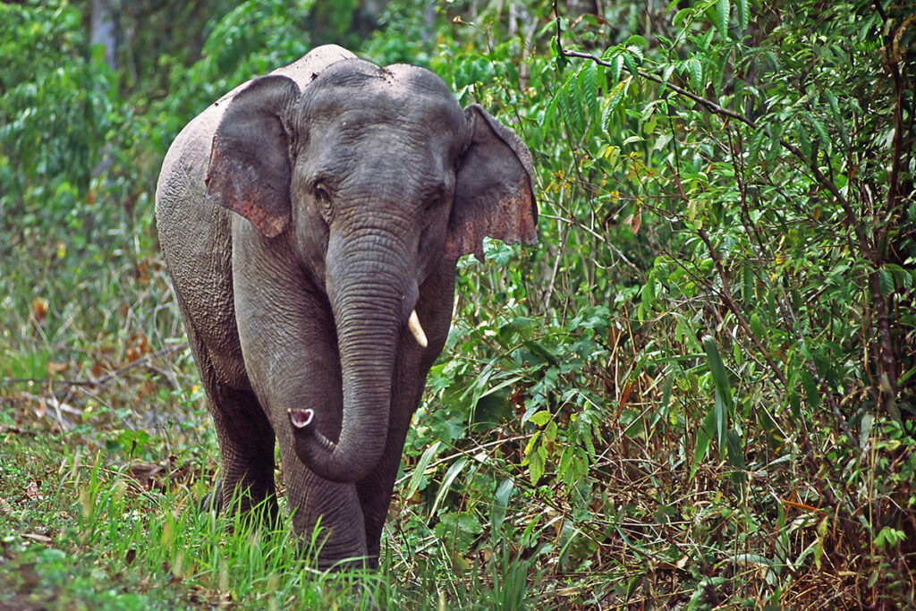 Thailand's animals - elephant in Khao Yai National Park