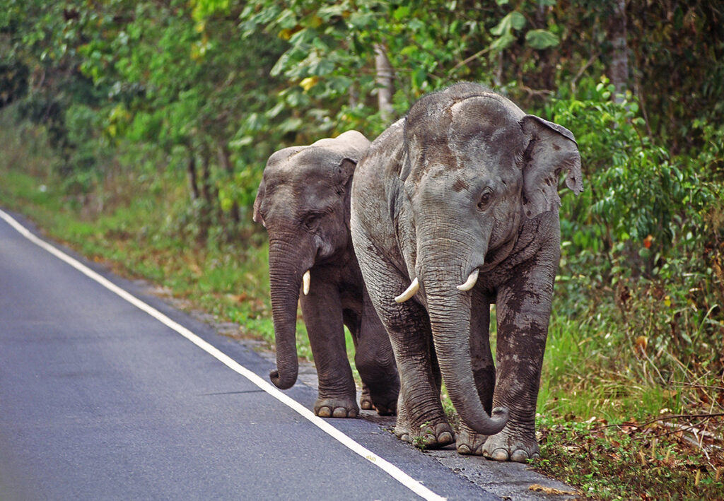 Elephants in Khao Yai National Park, Thailand