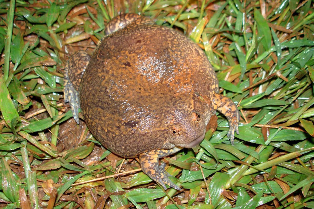 Giant burrowing frog, thailand