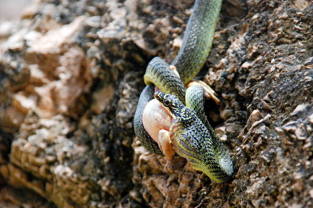 Thailand's animals - golden tree snake
