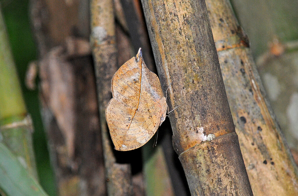Indian Leaf butterfly
