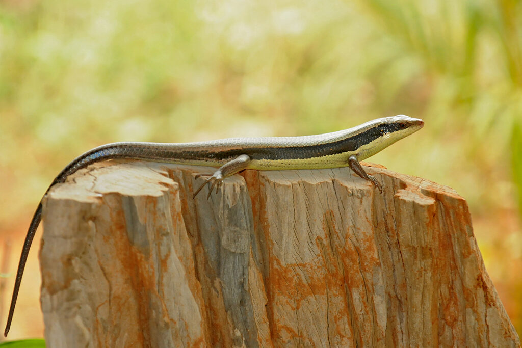 Thailand's animals - long-tailed sun skink