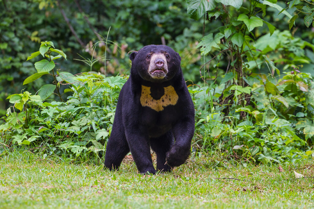 Malayan sun bear - Thailand's animals