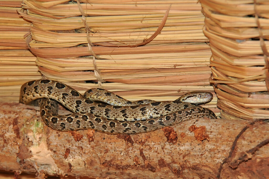 Thailand's animals - marble cat snake