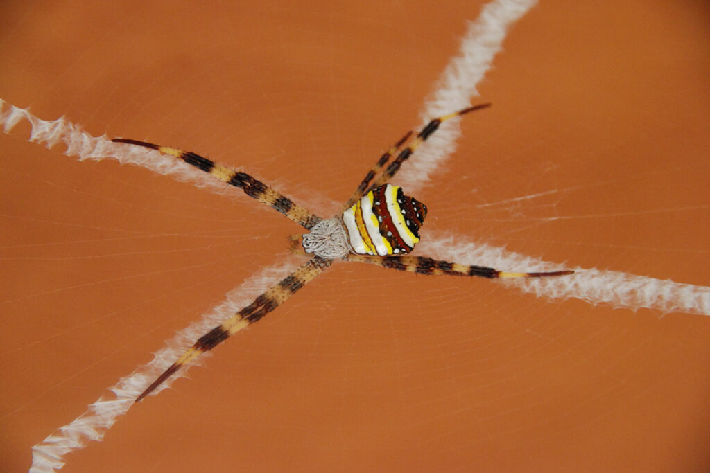 Multicolored Argiope spider, thailand