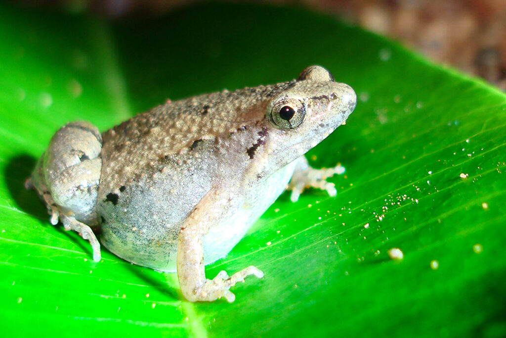 Ornate chorus frog in Thailand