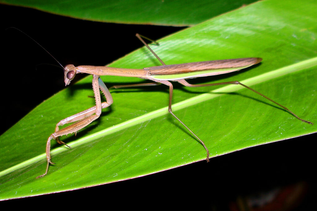 Praying mantis - thailand's animals