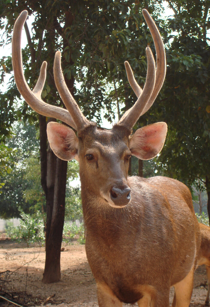 thailand's wildlife - sambar deer in khao yai national park