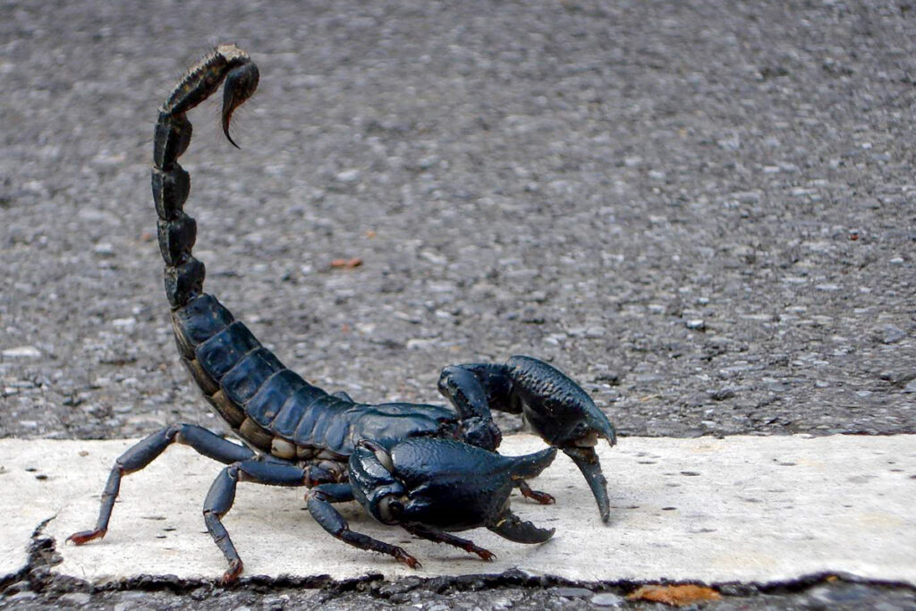 Black scorpion in Thailand