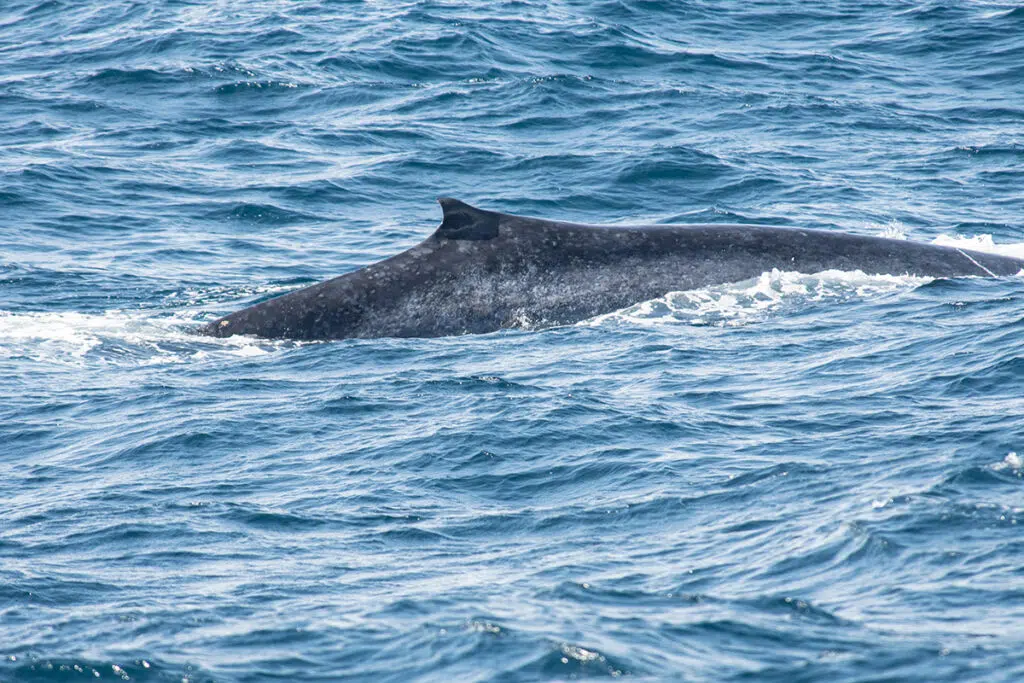 Blue whale sri lanka