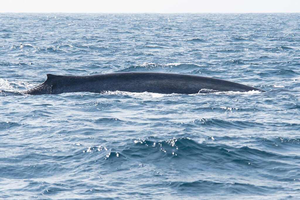 Things to do in Trincomalee - see Blue whales
