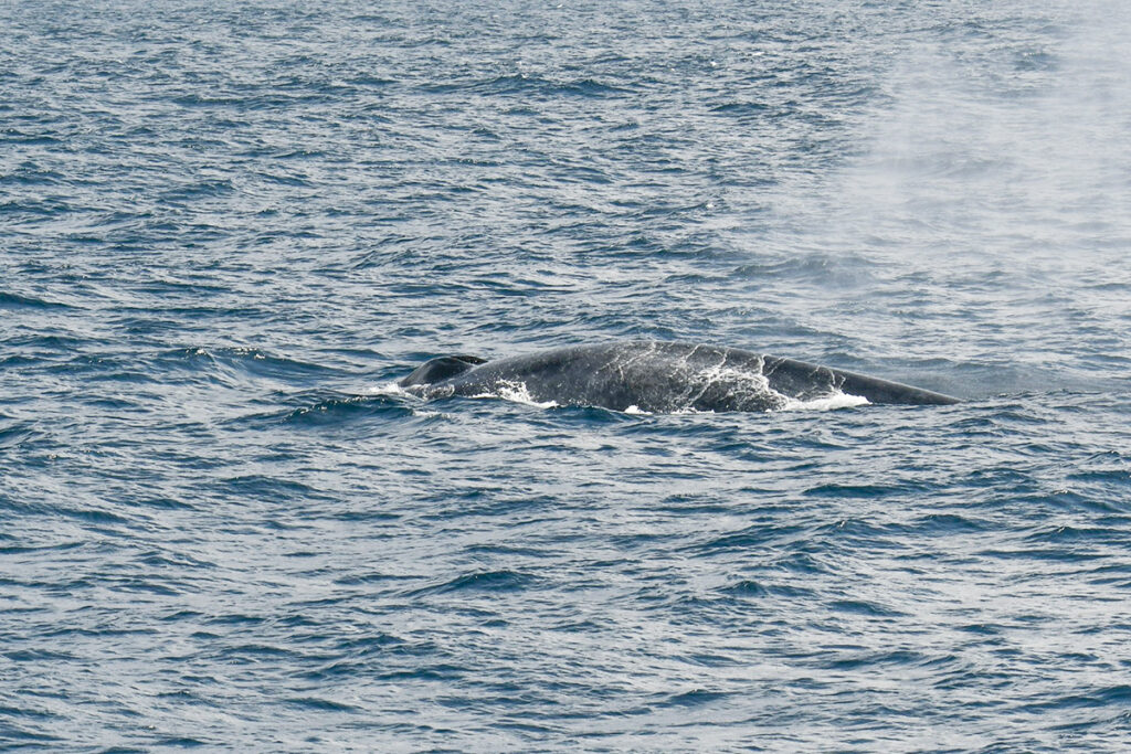 Blue whale watching in Mirissa