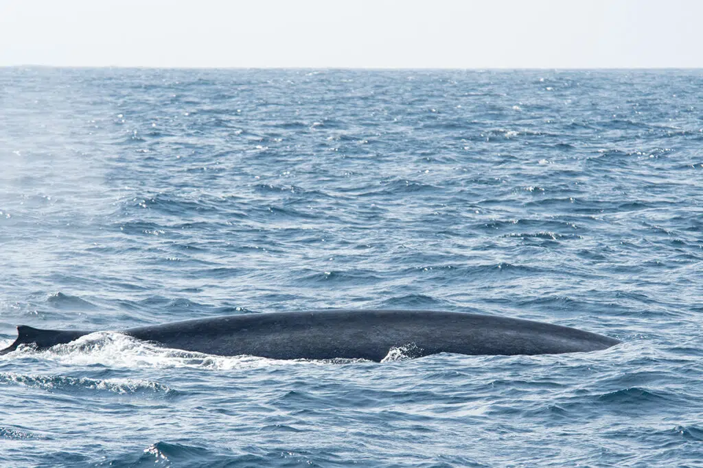 Things to do in Mirissa - go whale watching