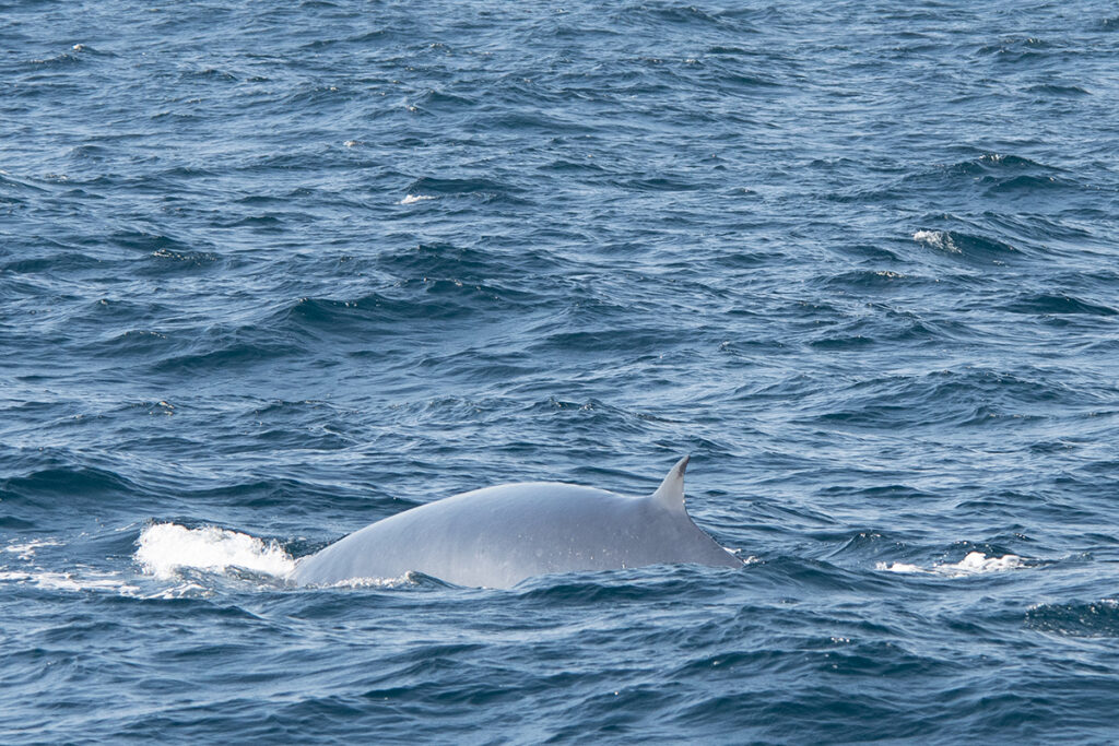 Whale watching in Mirissa - Fin whale diving