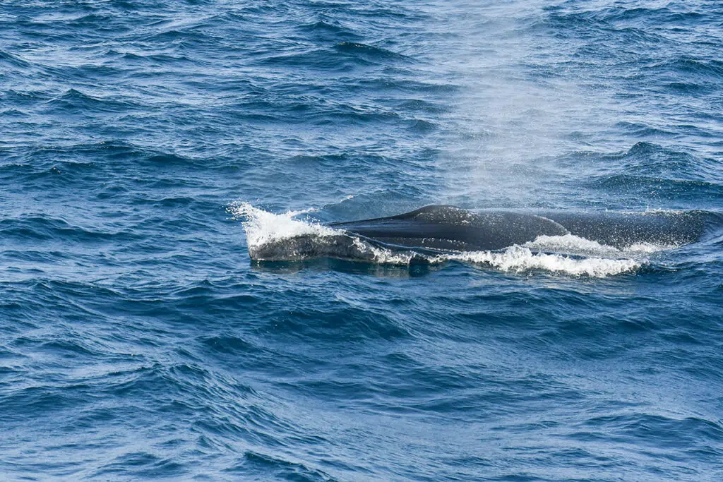 Fin whale in Mirissa