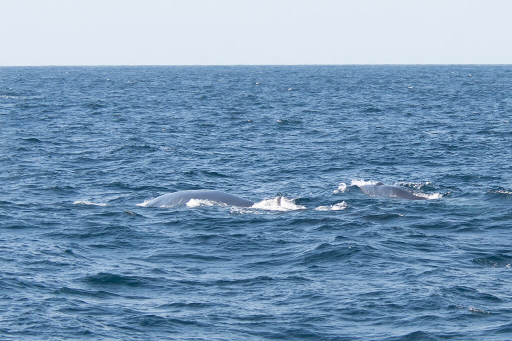 Fin whales in Mirissa