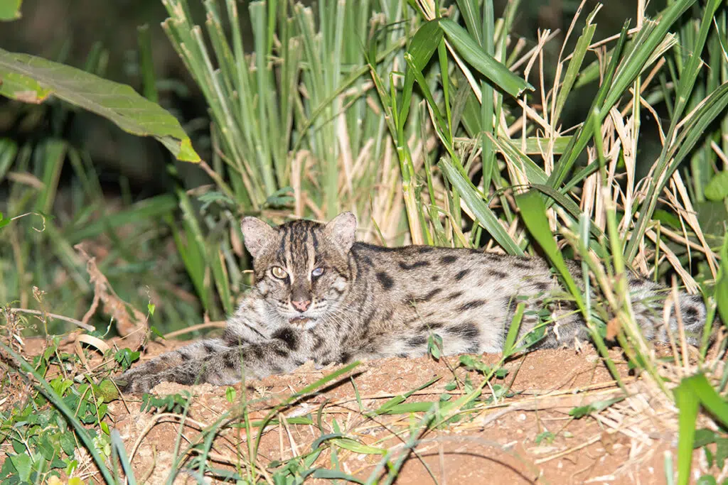 Sri Lankan safari - fishing cat