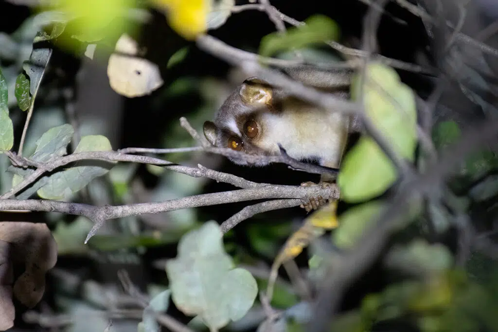 Sri Lankan safari - Gray slender loris at Popham Arboretum