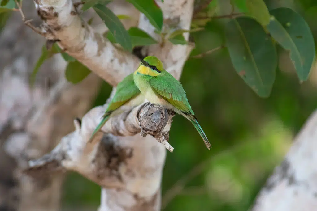 Wilpattu National Park safari - bee-eaters