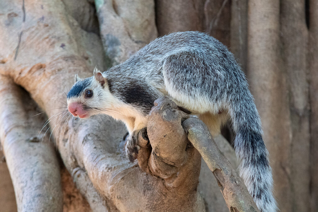 Things to do in Sigiriya - see grizzled indian squirrel