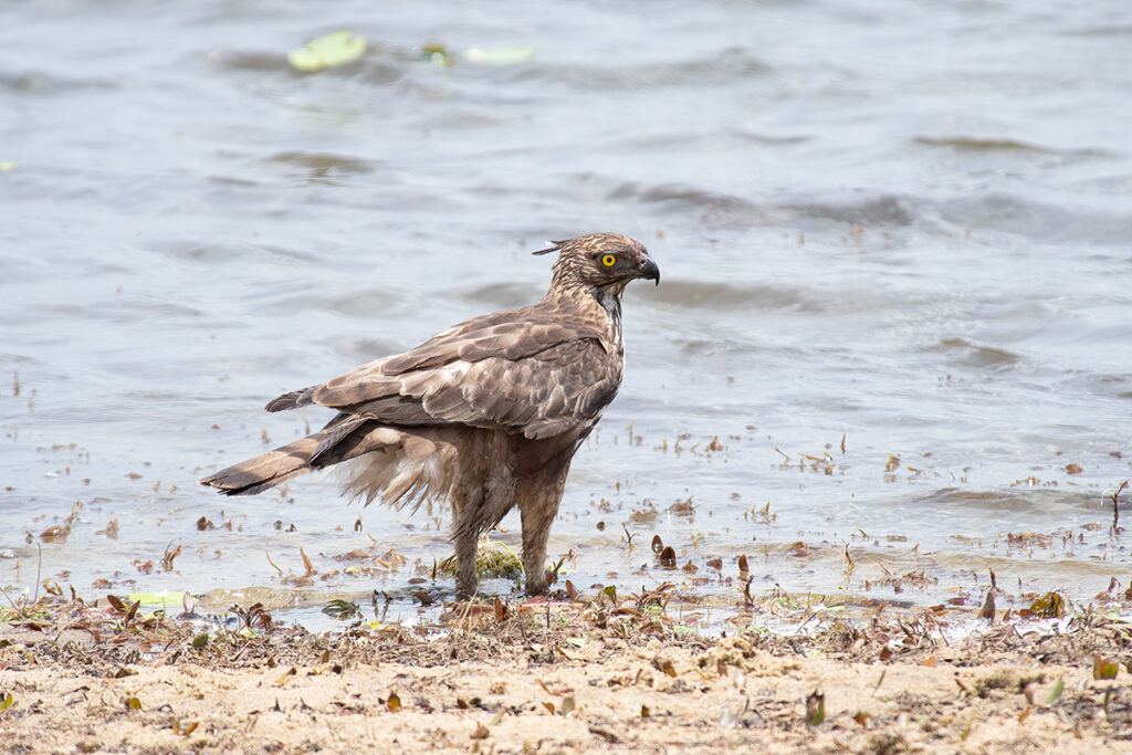 Sri Lankan safari - hawk eagle in Wilpattu